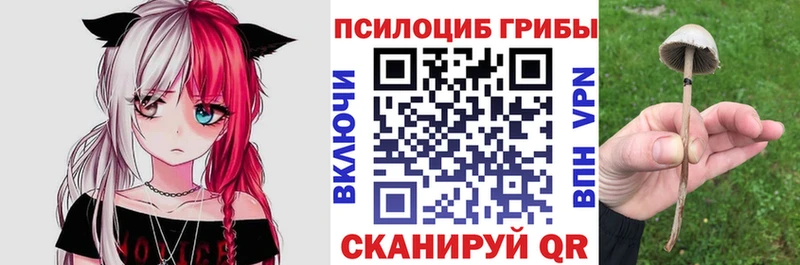 мориарти состав  где найти наркотики  Гудермес  Псилоцибиновые грибы мицелий 